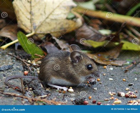 Long Tailed Field Mouse (Wood Mouse) Stock Photo - Image of furry ...