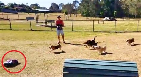 Image result for Beagles Chasing Remote Control Car
