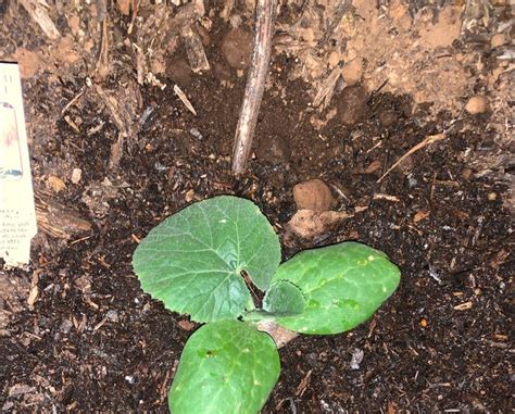 Squash 的图像结果