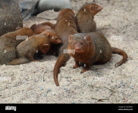 A family of mongooses in Helsinki Zoo, small attractive animals ...