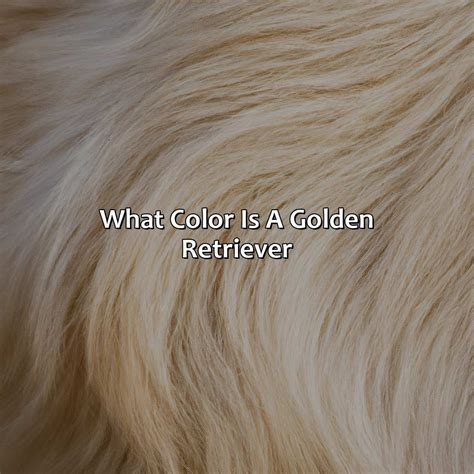 What Color Is A Golden Retriever - colorscombo.com
