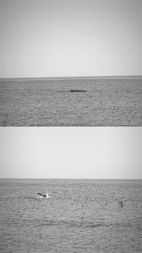 family of whales at Leo Carrillo beach : r/LosAngeles