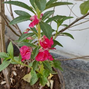 SREE Balsam Mixed Seed, Dopati, Balsam Hybird Seed Price in India - Buy ...