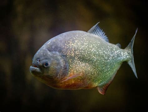What Is A Piranha Fish at Megan Boyd blog