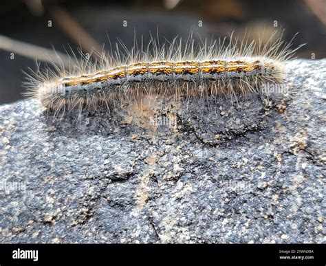 Western Tent Caterpillar Moth (Malacosoma californica Stock Photo - Alamy