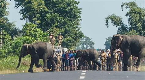Sahana Ghosh, Contributing Editor – India, Mongabay-India | Nature inFocus