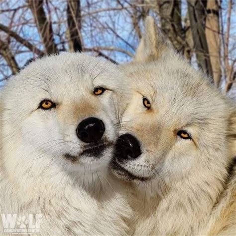 Cute Wolves 的图像结果