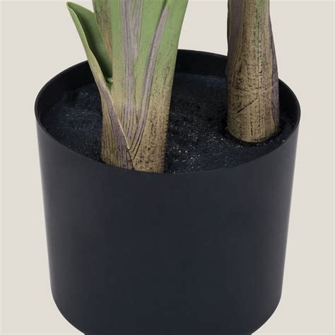 Banana Palm Green Potted Tree – Address Home