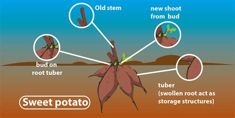 Image result for Vegetative Reproduction Potato