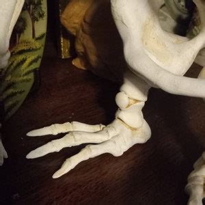 Image result for Alien Skeleton Prop