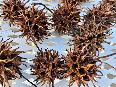 Sweet Gum Balls Sweet Gum Seed Pods Quantity of 100 - Etsy | Sweet gum ...