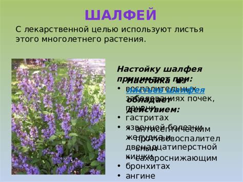 Презентация по Окружающему миру во 2 классе "Растения в домашней ...