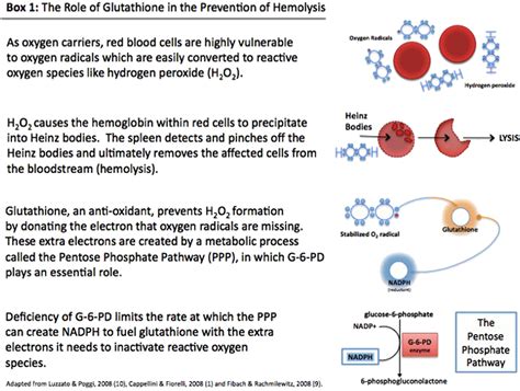 Glucose 6 Phosphatase