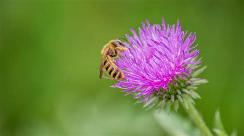 Best Flowers to Attract Pollinators to Your Garden