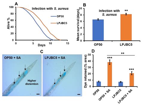 A Potential Probiotic Lactobacillus plantarum JBC5 Improves Longevity ...