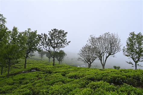 Premium Hill-Station Farmland & Villas for Sale in Kotagiri, Nilgiris ...
