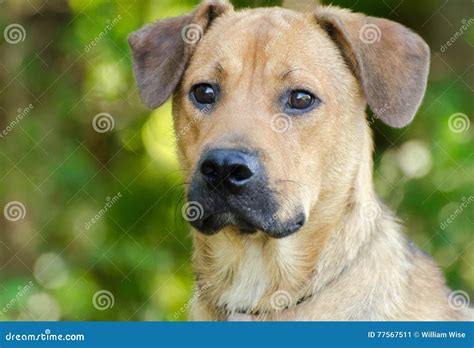 Tan Lab Hound Mixed Breed Dog Outdoor Stock Image - Image of outdoor ...