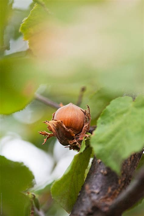 Image result for Hazelnut Tree Top View
