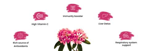 Rhododendron (Buransh) Flowers and Squash: Himalayan Delight – My ...