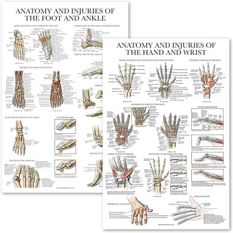 Anatomy and Injuries of Hand, Wrist, Foot & Ankle - Australia | Ubuy