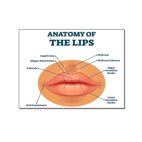 Lip Anatomy