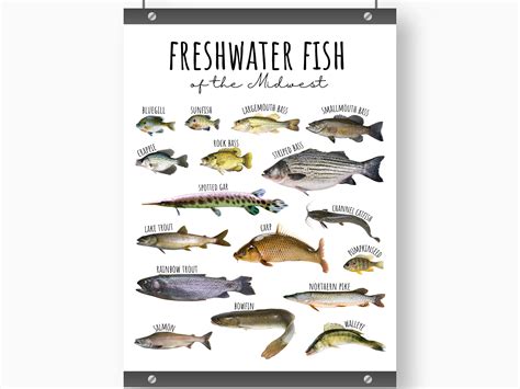 Types Of Freshwater Lake Fish