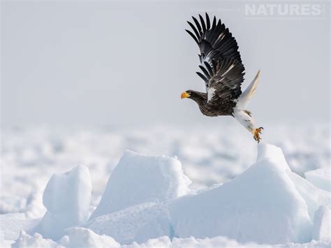 Photography Holidays For Japanese Wildlife During Winter - NaturesLens