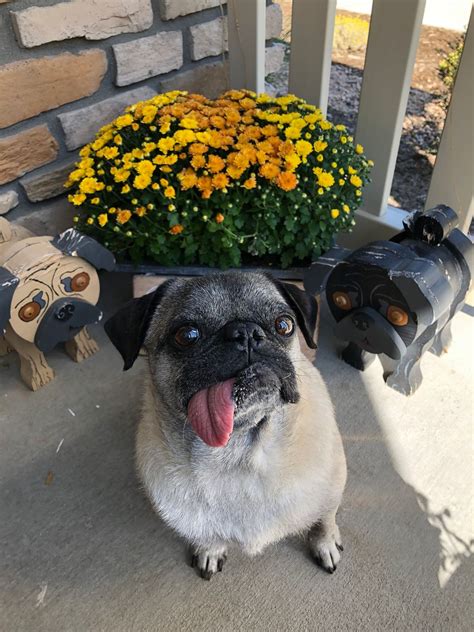 Pug Meet-Up!, Your Pets Naturally - Grand Rapids, Cascade, 8 June 2024 ...