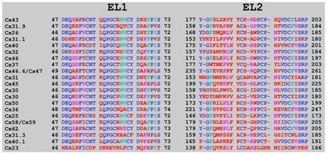 Connexons Coupling to Gap Junction Channel: Potential Role for ...