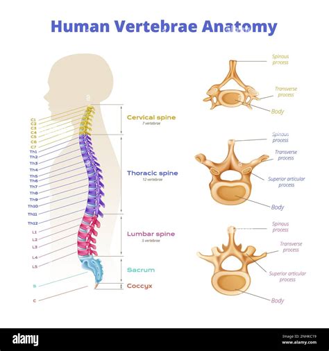 Vertebrae spinal cord anatomy infographics with diagram of color coded ...