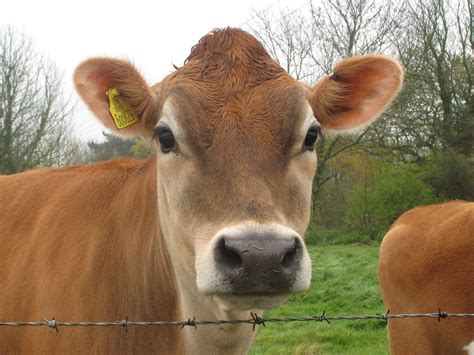 Jersey Cow Eyelashes - Farm House