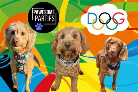 Inverness - Cockapoo/Spaniel Doglympics Party, Paws N Play Adventure ...