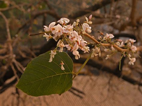 Melghat Plant Data Bank - Record