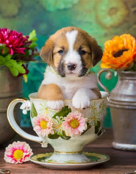 O cãozinho sentado no cubículo | Vetor Premium