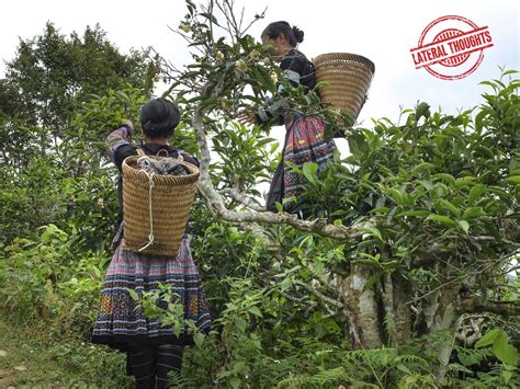 Lateral Thoughts: Will benefits from genetic resources ever reach ...