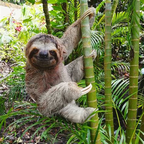 Costa rica wildlife photography – Artofit