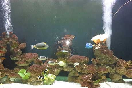 Aquarium Image Gallery