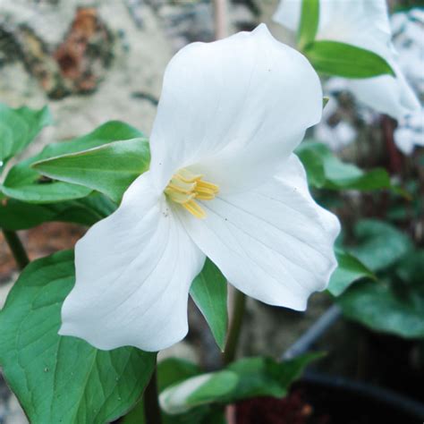 Trillium grandiflorum - Perennial with large white flowers.