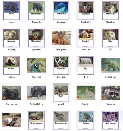 动物图片 有英文名（95张） - 外语学习 - 经管之家(原人大经济论坛)