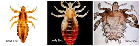 Bit Nedir? Nasıl Bulaşır?