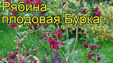 Рябина Бурка Описание Сорта Фото — Картинки фотографии