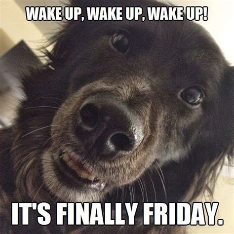 It's finally Friday. | Friday dog, Happy friday, Animal memes