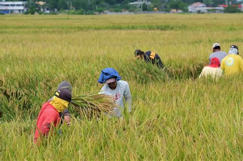 Farmers' group urges gov't to set floor price for palay