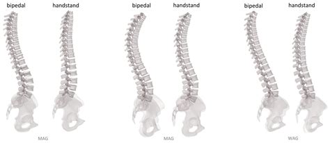 Spine Kinematics Behavior During the Handstand Posture: A Biplanar ...