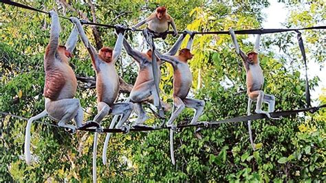 Monkeys with strong social skills exhibit enhanced impulse control ...