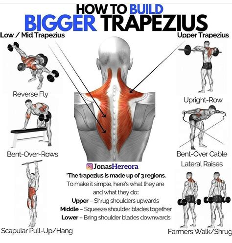 How to build bigger trapezius | Trapezius workout, Workout gym routine ...