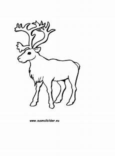 ausmalbild weihnachten rentier ausmalbilder rentier rentiere malvorlagen ausmalbild weihnachten rentier ausmalbilder rentier rentiere malvorlagen