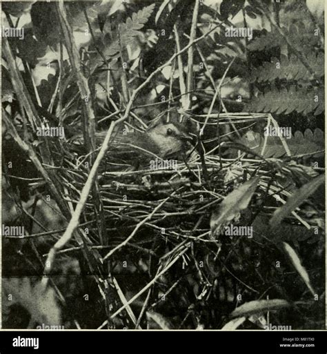 The 1911 'Camera Studies of Wild Birds in Their Homes' offers a ...