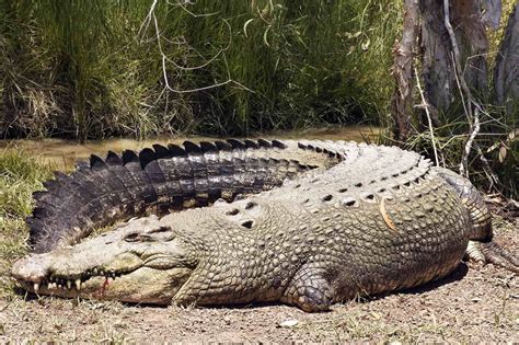31 Facts About Crocodile - Facts.net
