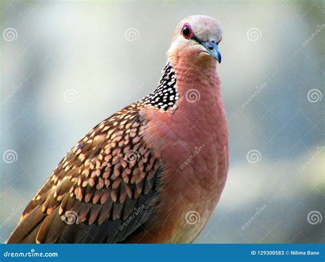 The Spotted Dove or Spilopelia Chinensis or Mountain Dove or Pearl ...